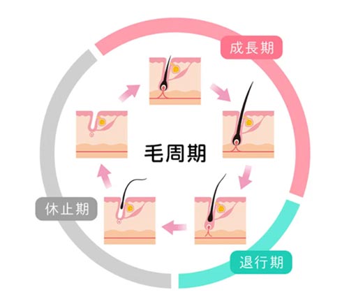 毛周期のイラスト図