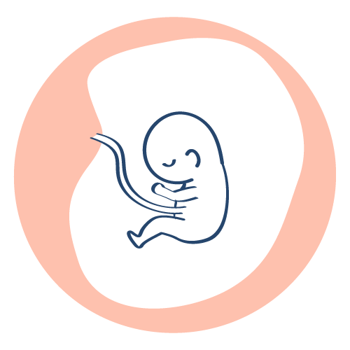 妊娠初期～23週イメージイラスト